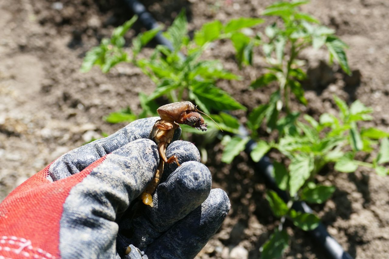 Spotkasz go w ogrodzie. Ukąszenie może skończyć się tężcem
