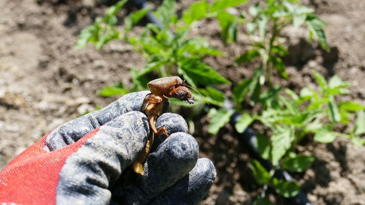 Uważaj podczas prac ogrodowych