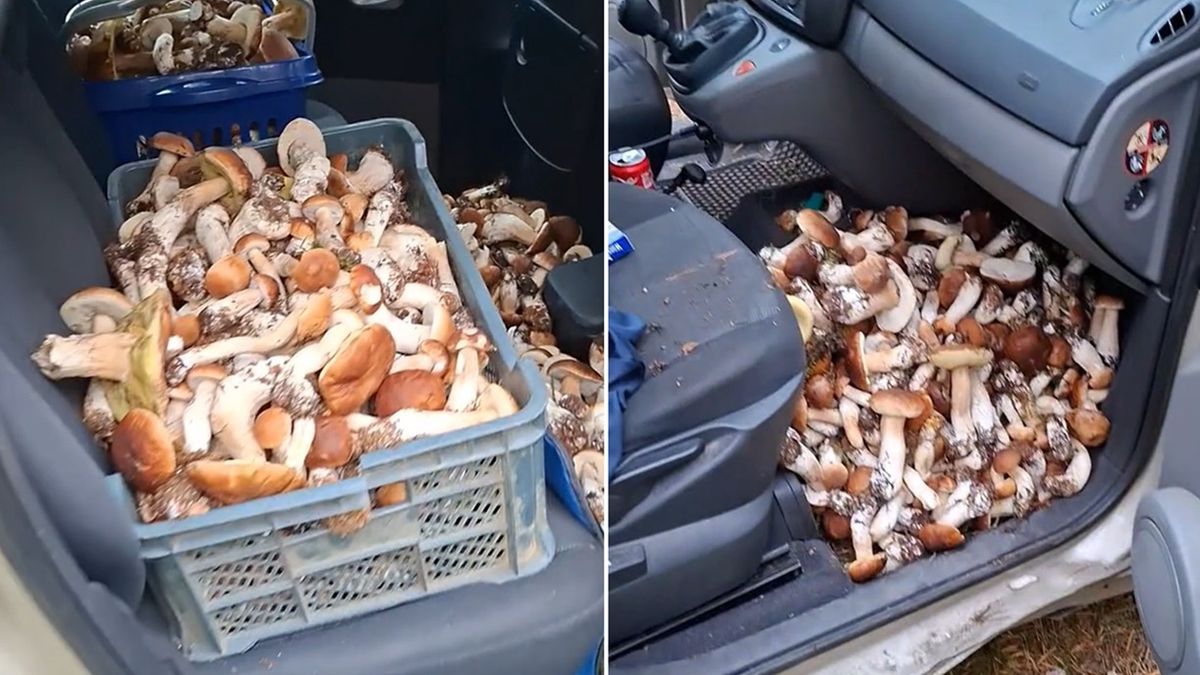 Zebrał 113 kg grzybów. Internauci szybko pozazdrościli  