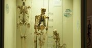 Neandertalczycy toczyli wojnę z ludźmi. Naukowcy mają na to dowody