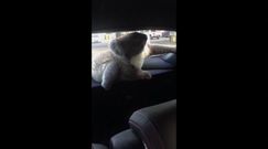 Koala spowodował kolizję na autostradzie. Oto, co zrobił potem