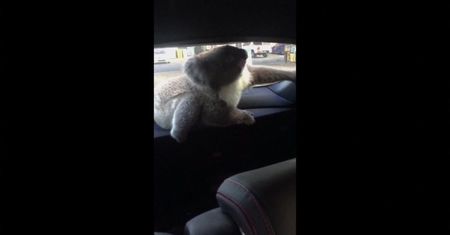 Koala spowodował kolizję na autostradzie. Oto, co zrobił potem