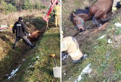 Koń utknął w rowie. Niecodzienna interwencja policji