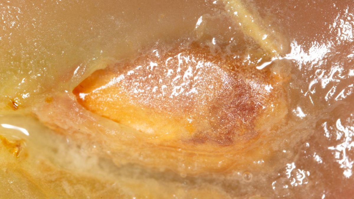 Zdrowotne właściwości pestek winogron