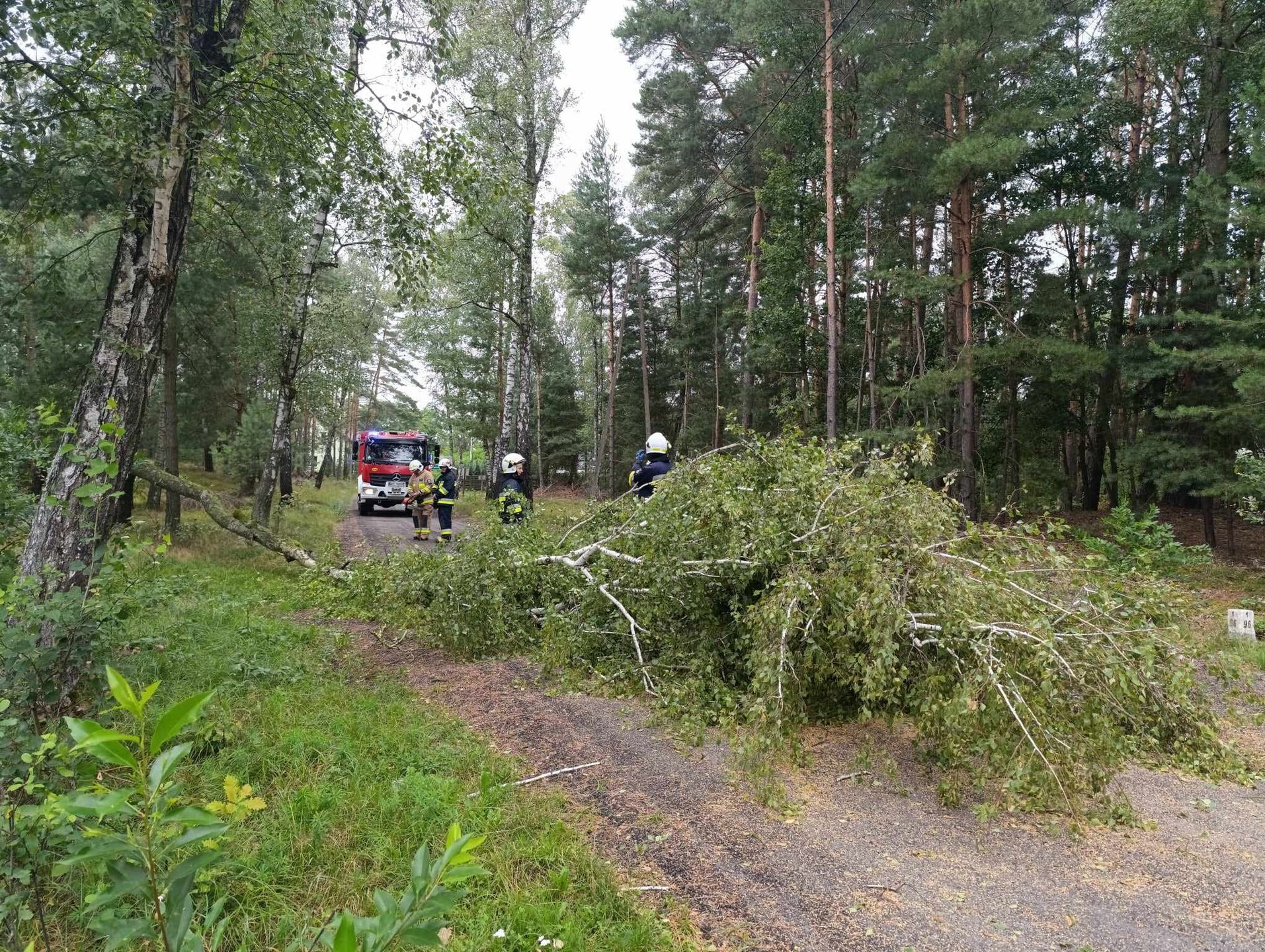 Powalone drzewa w Jeżewie
