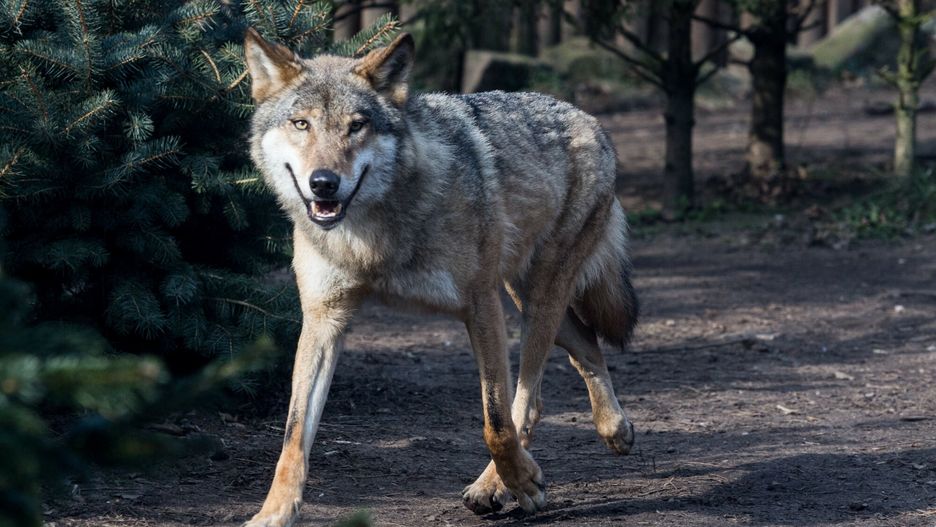 Burmistrz Warki ostrzega przed wilkami