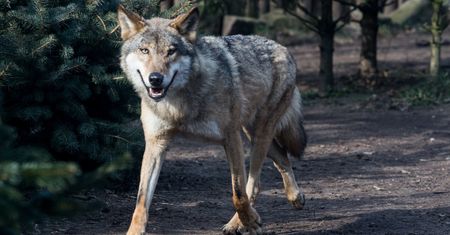 W gminie pojawiły się wilki. Burmistrz ostrzega mieszkańców