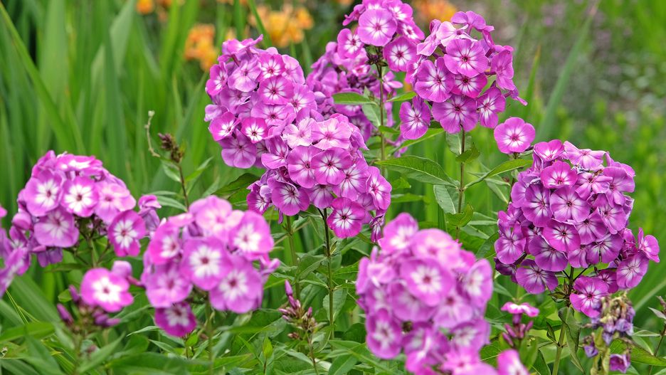 Purple and white Phlox paniculata 'Uspekh' in flower.
Purple and white Phlox paniculata 'Uspekh' in flower.
Phlox, paniculata, Uspekh, purple, pink, white, plant, petal, petals, nature, natural, flower, flowers, flowering, bloom, blooms, blooming, garden, cottage, summer, season, close up, closeup, phlox, paniculata, uspekh, purple, pink, white, plant, petal, petals, nature, natural, flower, flowers, flowering, bloom, blooms, blooming, garden, cottage, summer, season, close up, closeup