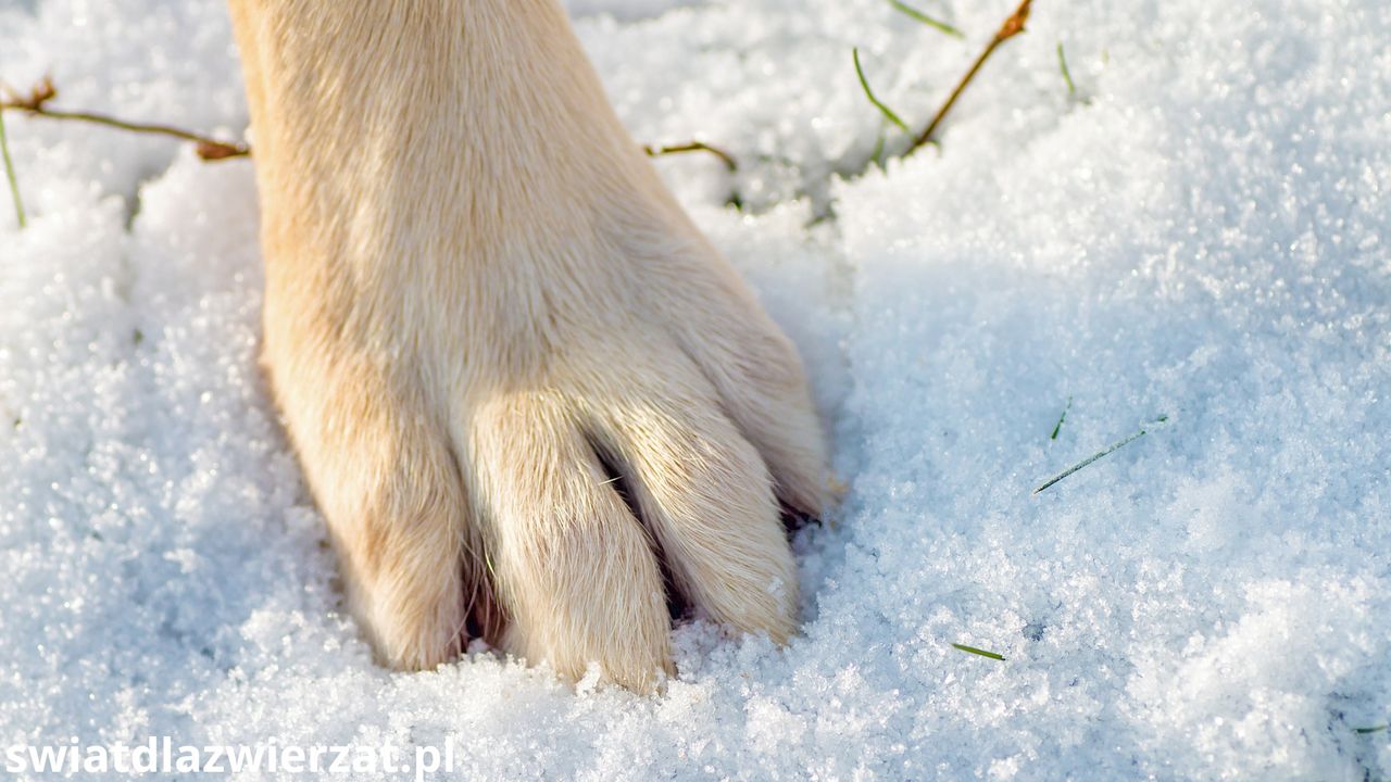 Zimą psie łapy cierpią najbardziej. Sprawdź, jak im pomóc