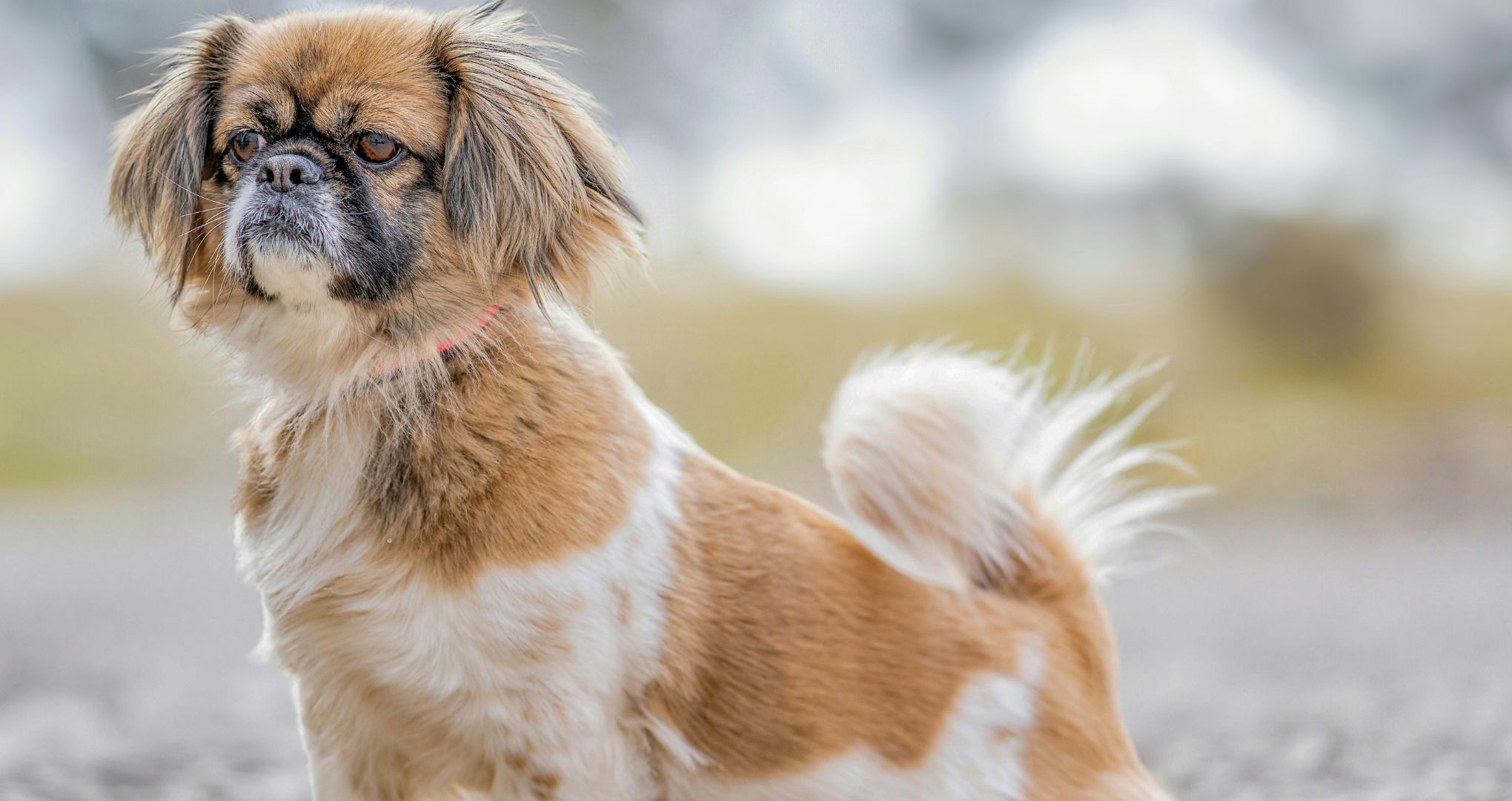 Spaniel tybetański, pies lojalny, ale niezależny