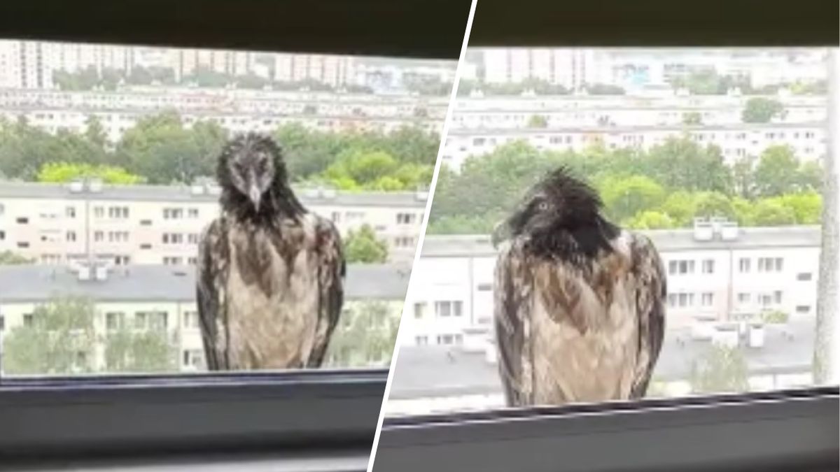 Orłosęp, który pojawił się rok temu w Poznaniu nie żyje