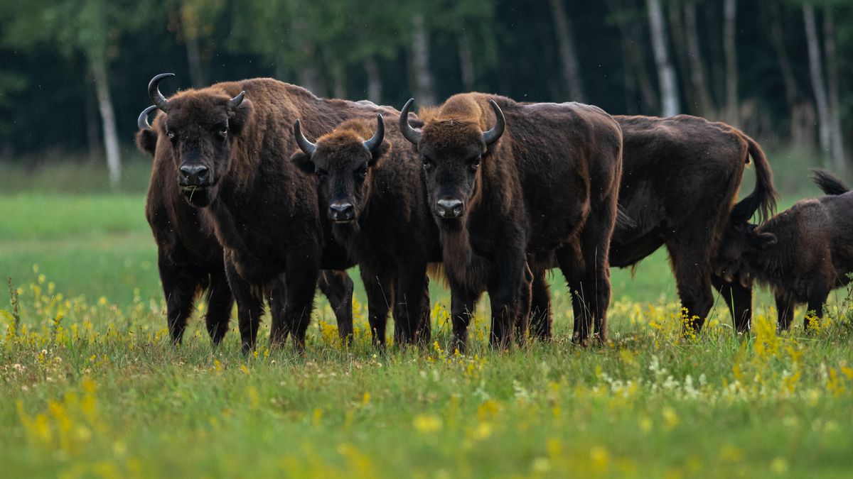  Stado żubrów  na polanie w okolicy wsi Siemianówka 