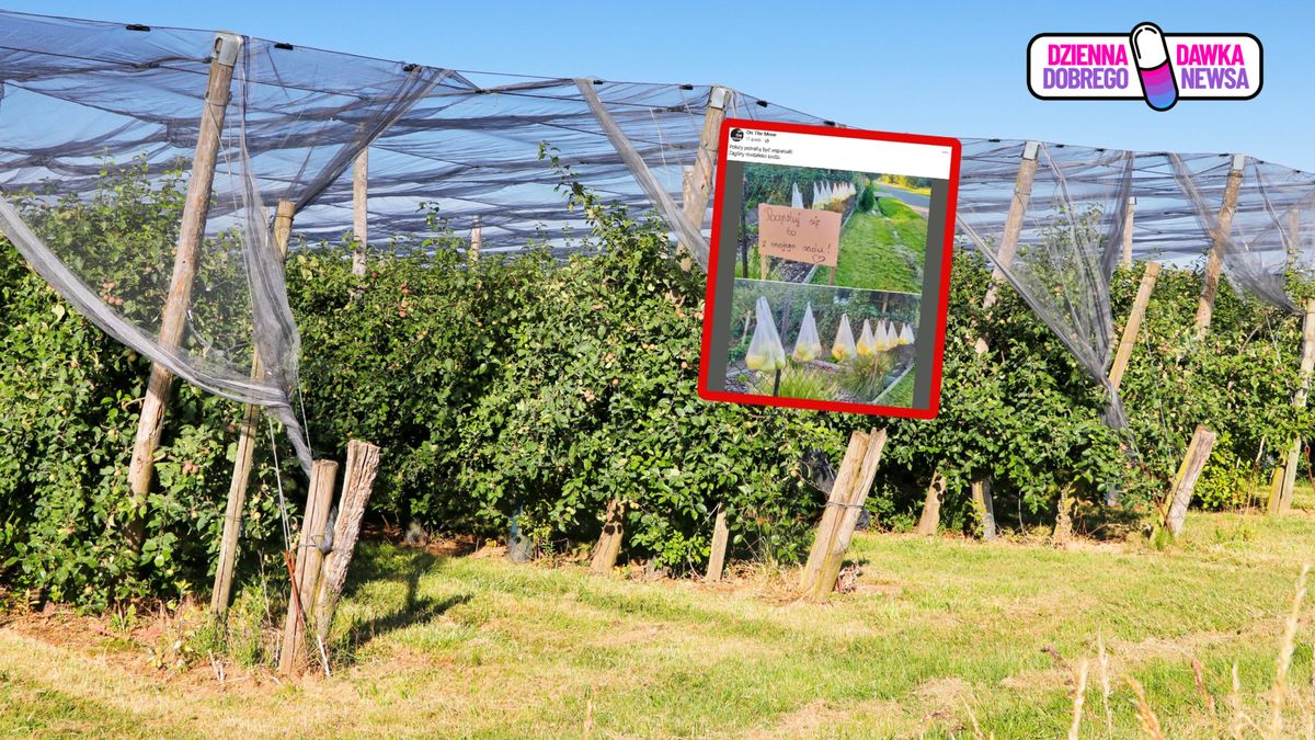 Darmowe gruszki od sadownika.