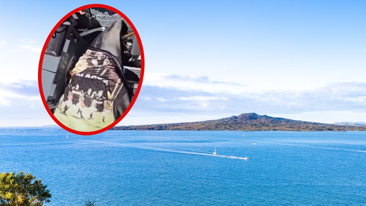 Delfin wyskoczył z wody i wskoczył... prosto na łódź 