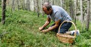 Nie tylko jagody. Sprawdź w krzyżówce czy wiesz, co jeszcze można uzbierać w lesie