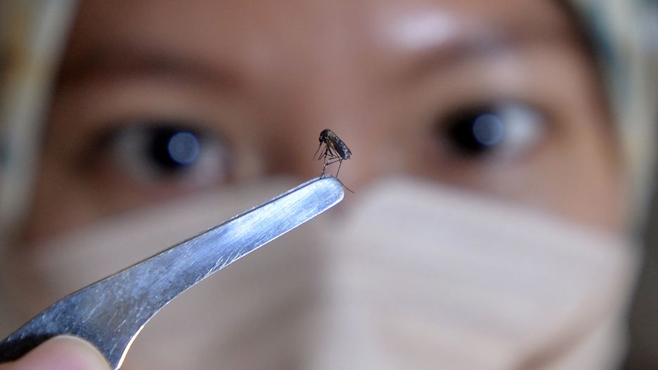 YOGYAKARTA, INDONESIA, DECEMBER-8: Research at the Universitas Gajah Mada (UGM) Insectarium, showing the form of Wolbachia-infected mosquitoes in the lab room, Yogyakarta, Friday, 8 December, 2023. Since 2011 the Insectarium of Universitas Gajah Mada (UGM) has been breeding Wolbachia-infected Aedes aegypti mosquitoes. The purpose of breeding Wolbachia-infected Aedes aegypti mosquitoes is to suppress dengue fever virus transmission in the community, and the release of Aedes aegypti eggs has begun in the community. Currently, the UGM Insectarium can harvest 550,000 Aedes aegypti mosquito eggs in a period of about three weeks. (Photo by Dasril Roszandi/Anadolu via Getty Images)