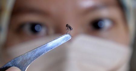 Egzotyczna choroba zagraża Europie? Gwałtownie rośnie liczba zakażeń