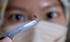 Egzotyczna choroba zagraża Europie? Gwałtownie rośnie liczba zakażeń