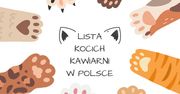 Kocia kawiarnia w Polsce – aktualna lista