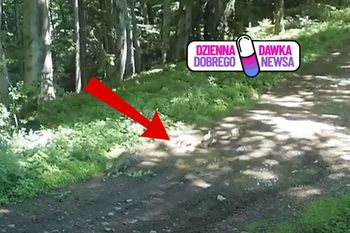 12:30 w głębi lasu. Spójrzcie, co się nagrało. Leśnicy w euforii
