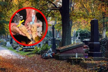 W Krakowie pod cmentarzem sprzedają trupi miodek. Jedzą go nawet dzieci