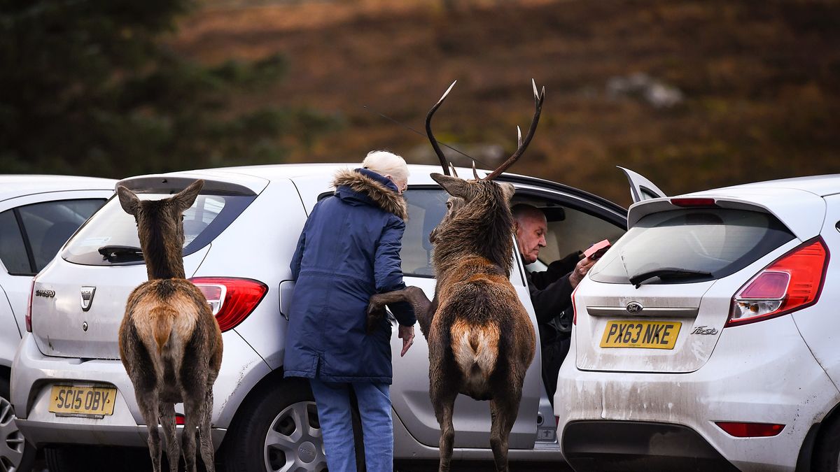 Zdjęcie dnia. Ciekawski jeleń chce złapać stopa 1