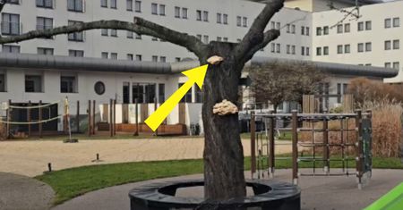 Szedł obok placu zabaw. Nagle taki widok. "Prawdziwy hit sezonu"
