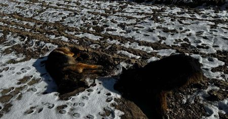 Ktoś celowo truje zwierzęta. 2 tys. nagrody za wskazanie