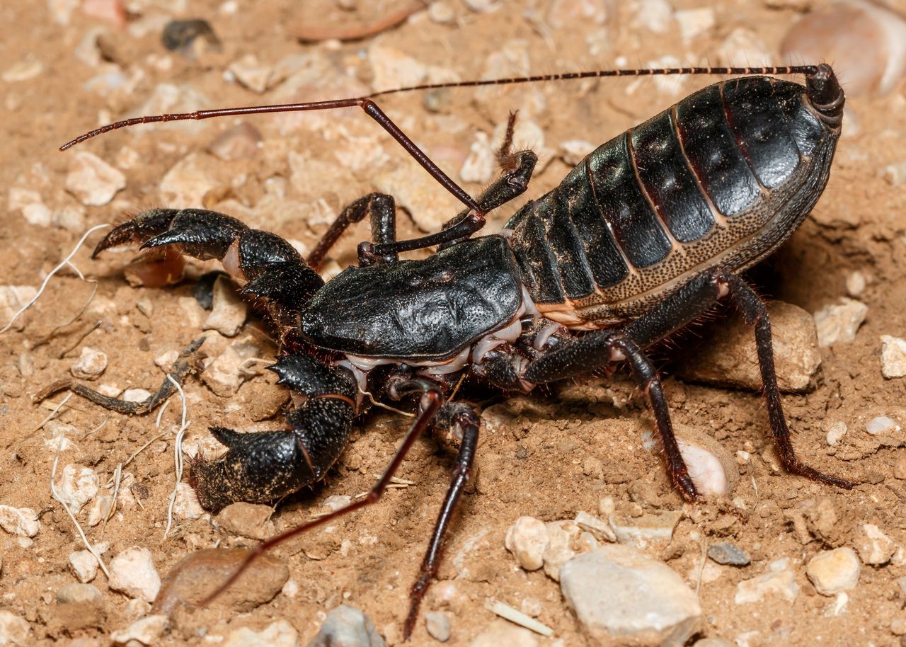 Targi terrorystyczne 