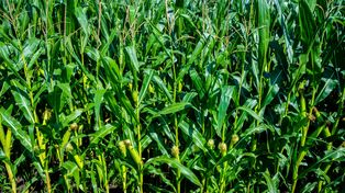 Podlasie: Niebezpieczne przedmioty w kukurydzy. Apel do rolników