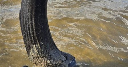 Myślał, że to kawałek drewna. Prawda okazała się inna