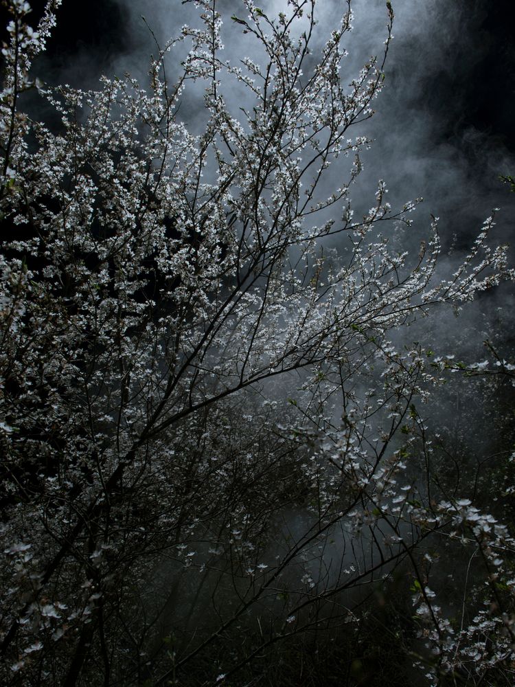 Piękno XIX-wiecznych obrazów natury przeniesione na pole fotografii w projekcie "Blossom" 5