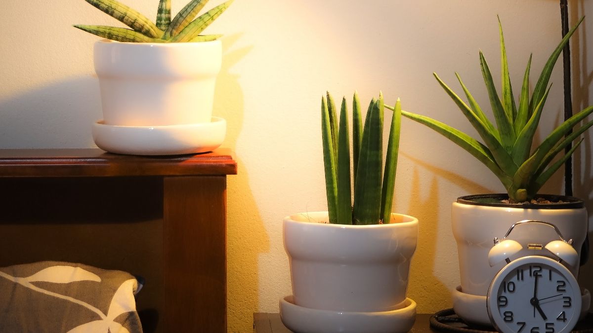 Właściwości "języków teściowej" potwierdziło NASA