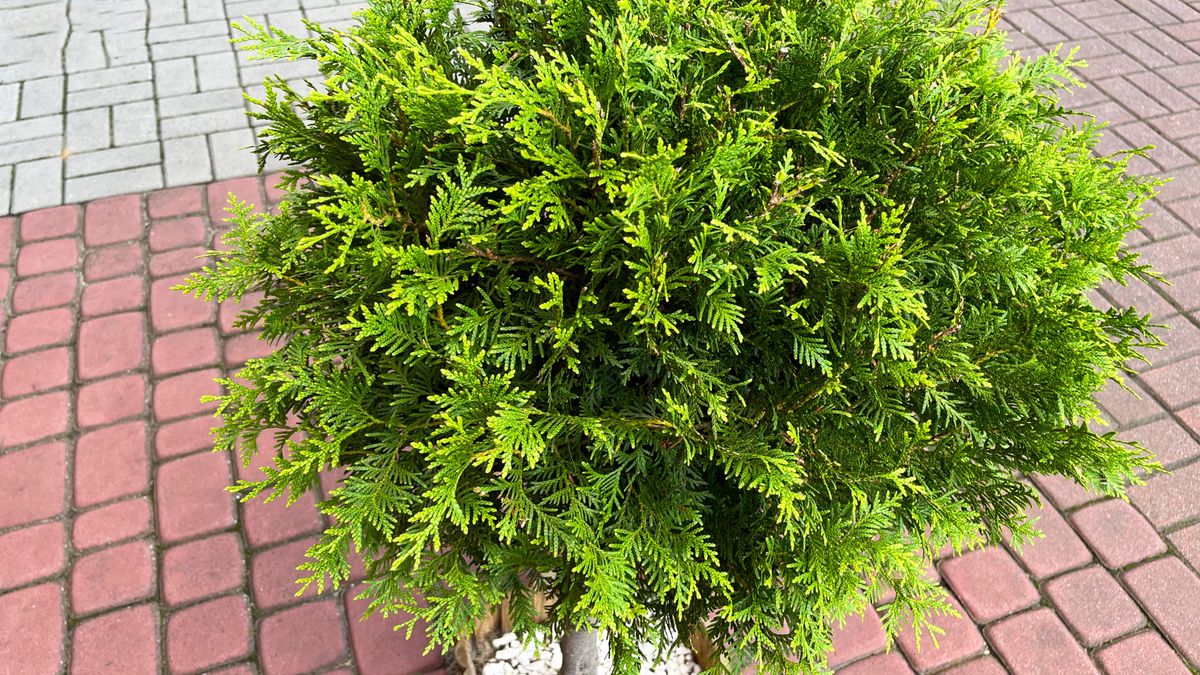 Czy tuja jest trująca?