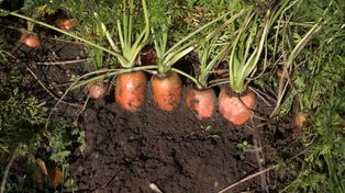 Kiedy siać marchew? Pamiętaj o najważniejszych zasadach