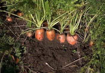 Kiedy siać marchew? Pamiętaj o najważniejszych zasadach