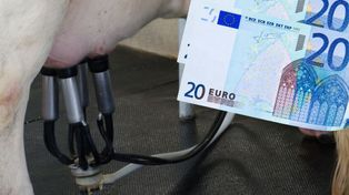 Ceny mleka. Czy w listopadzie będą najniższe od miesięcy?