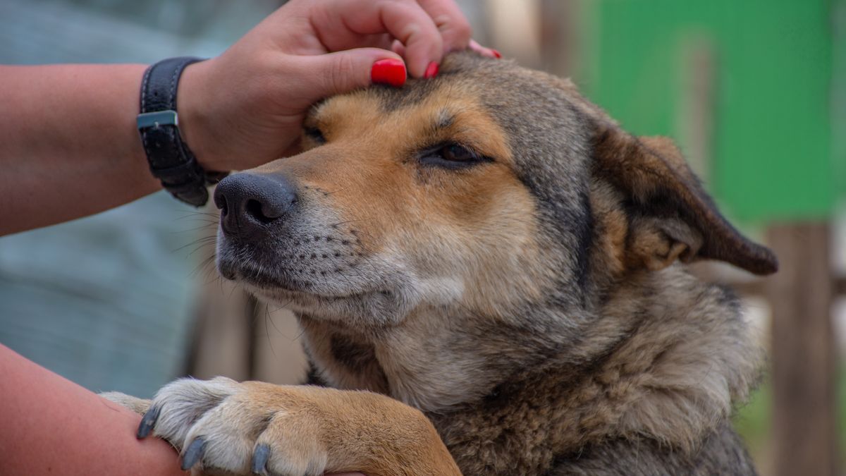 Czy psy wyczuwają choroby u ludzi?