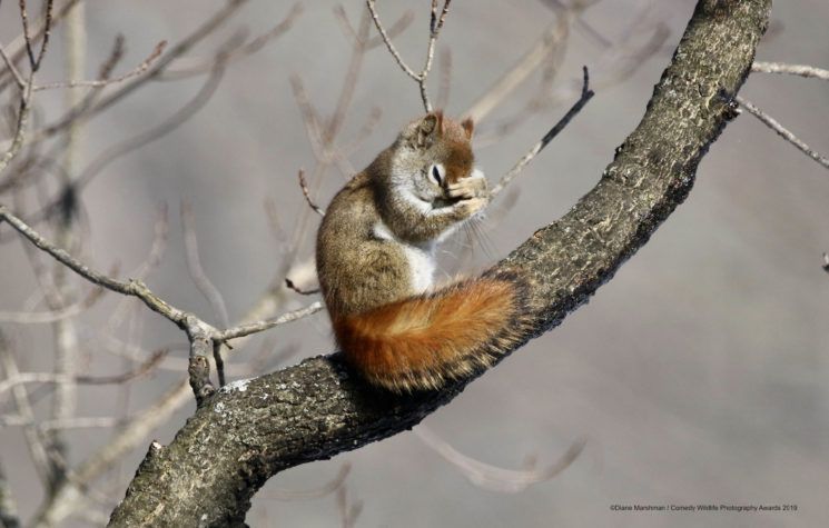 Najśmieszniejsze zwierzęta w konkursie Comedy Wildlife Photography Awards 2019 9
