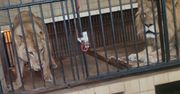 Wjechał samochodem do zoo w Warszawie. Próbował wedrzeć się na wybieg dla lwów