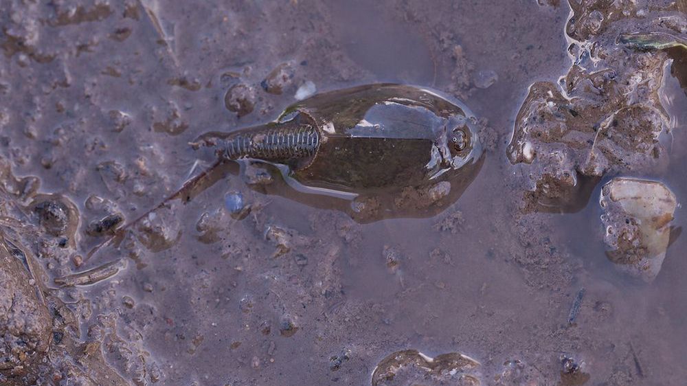 Przekopnica zwana inaczej nieborakiem