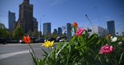 Warszawa: Wiosna rozkwita na dobre. Kolorowe kwiaty i drzewa zmieniają miasto. Stolica zachwyca o tej porze roku.
