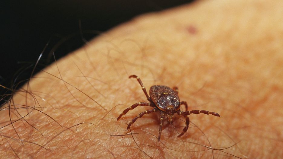Epping National Park, Queensland, Australia. Grass or bull dog tick on a human arm.