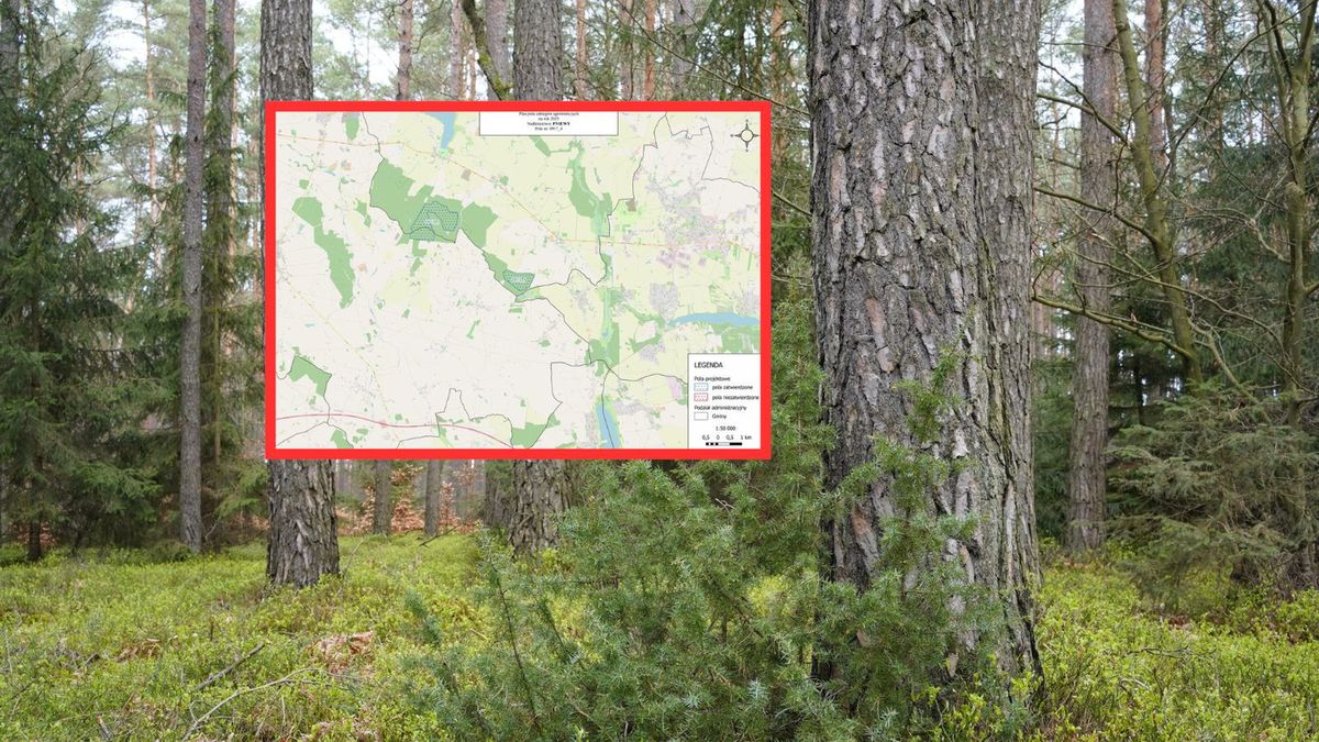 Zakaz wstępu do lasu do 31 maja