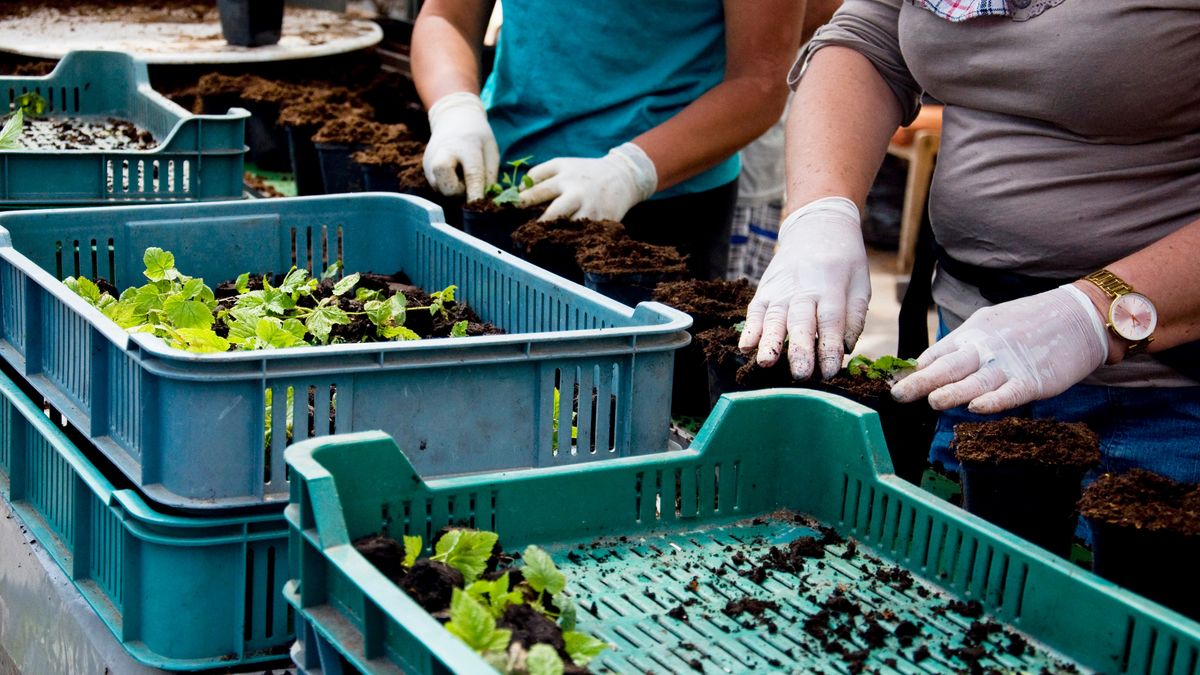 sadzonki, produkcja, sadzenie, pracownicy, rynek, producent, gospodarstwo, ogrodnictwo, sklep spożywczy, ziemia, klienci, produkcji, sklep, firma, kobiety, starsza pani, pracownik, skrzynki, sadzarka
