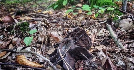 Wystawała ze ściółki. Alarmujące odkrycie leśników w Małopolsce