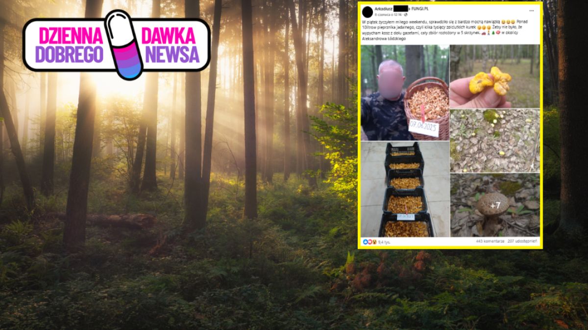 Mężczyzna zebrał tysiące grzybów