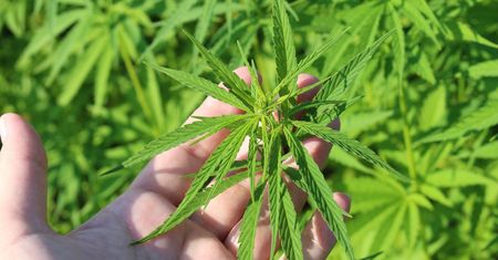 Marihuana legalna w Niemczech? To możliwe już niedługo