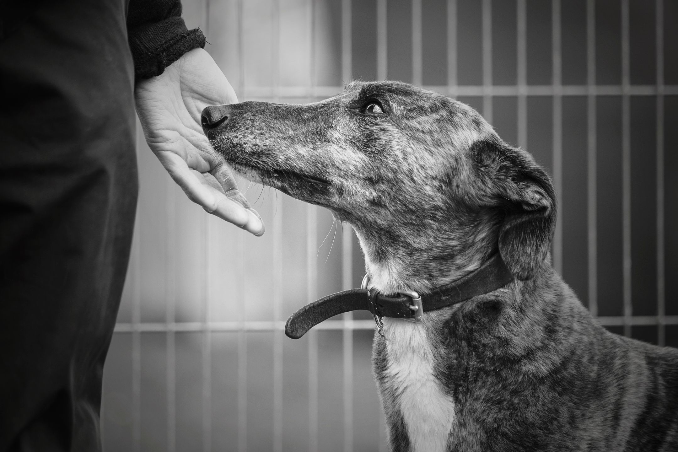 Oto najbardziej urocze zdjęcia psów w konkursie The Kennel Club Dog Photographer of the Year 4