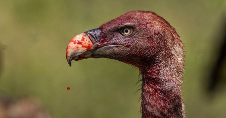 „Antybohaterzy naszych ekosystemów” - fotograf opowiada o wymierających sępach